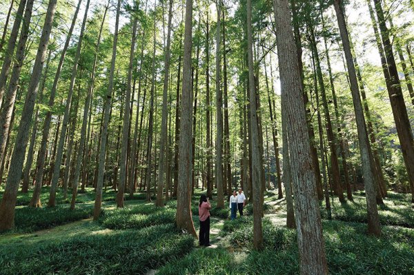 九龙配资 瞭望 | 种出会生“金”的绿——我国森林可持续经营观察