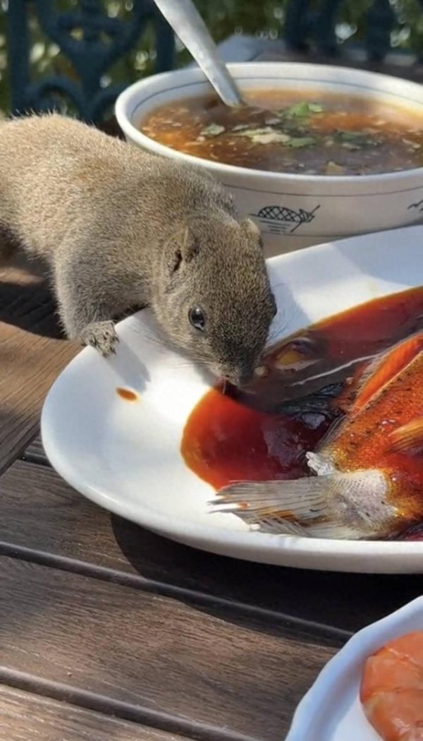 道正网 博主杭州西湖边用餐遇松鼠“蹭吃” 先尝甜品后吃西湖醋鱼